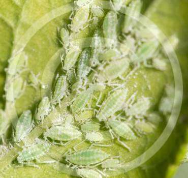 Aphid Removal