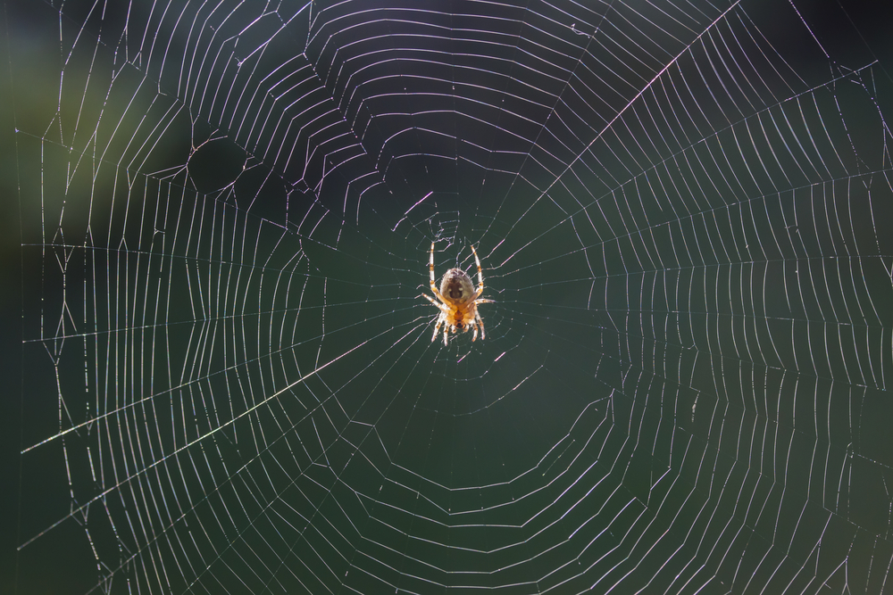 Spider Control