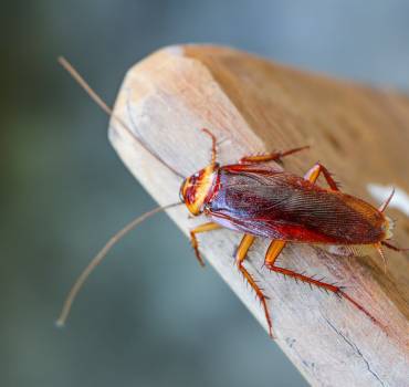 Cockroach Control