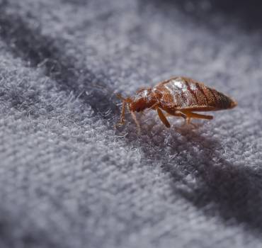 Bed Bugs