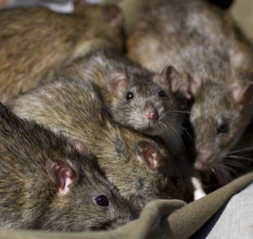 Rodent Removal